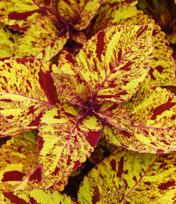 Coleus - ChargedUp: Marble Mania