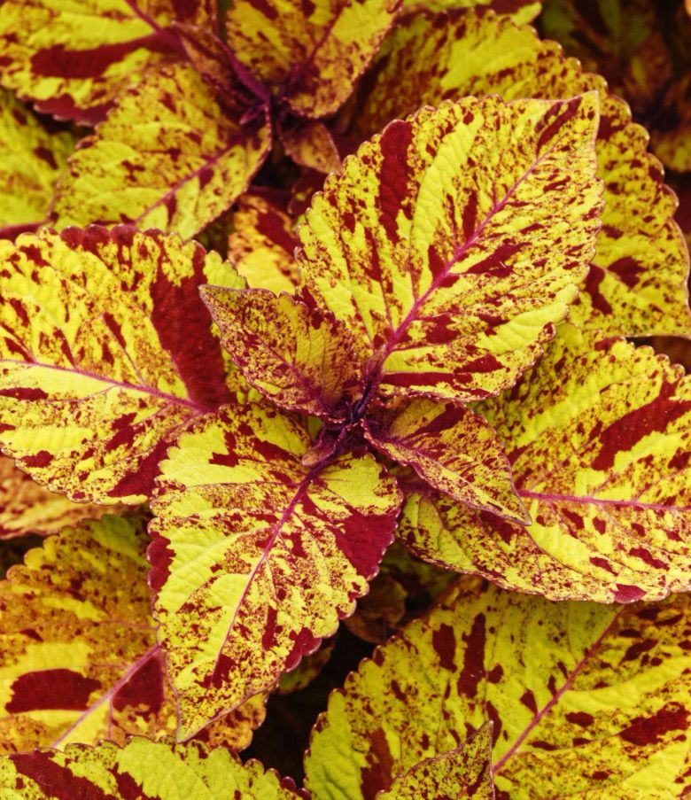 Coleus - ChargedUp: Marble Mania