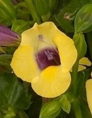 Torenia: Yellow Moon