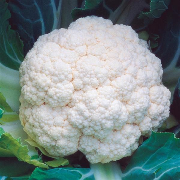 Cauliflower: Amazing