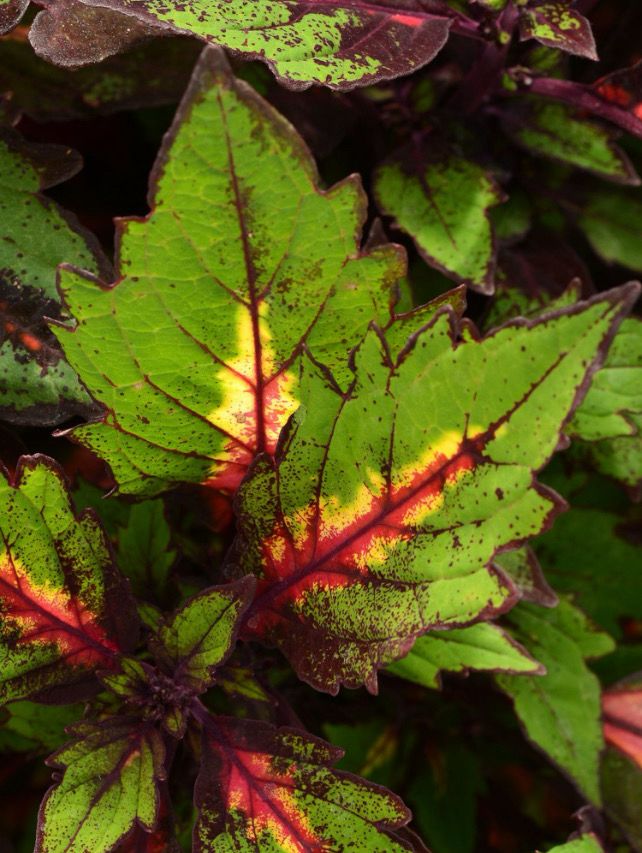 Coleus - Ignite: Special Effects