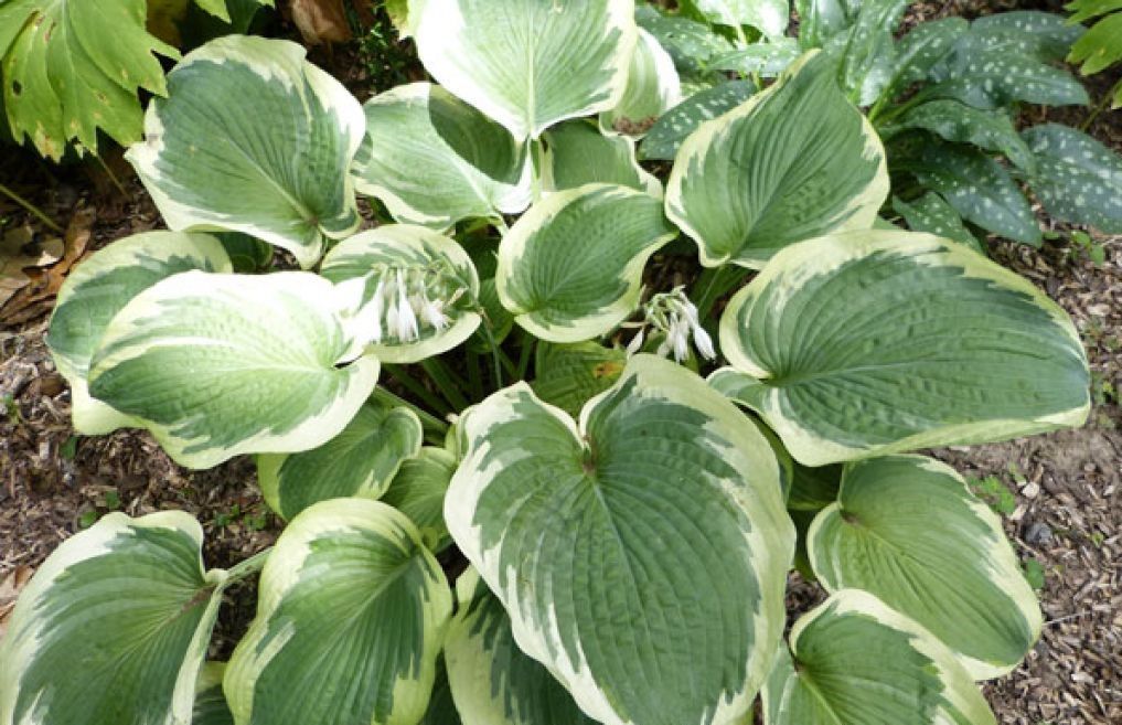 Hosta: Oh Cindy