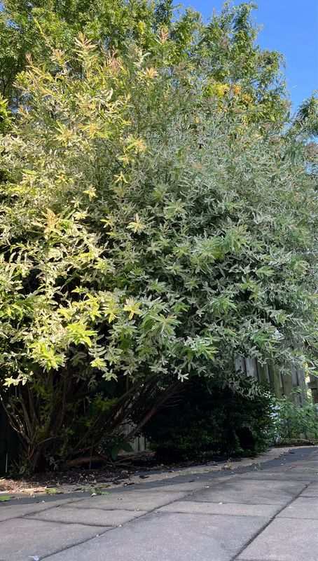Dappled Willow