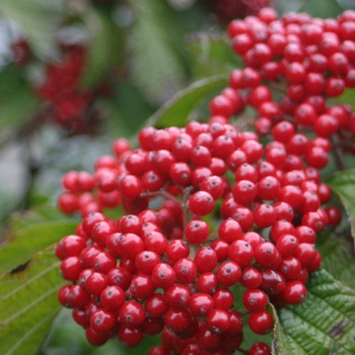 Highbush Cranberry