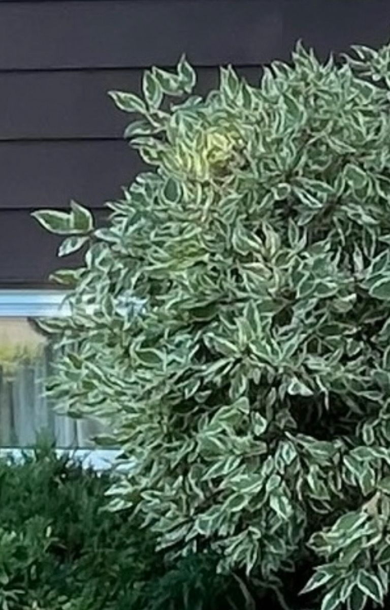 Dogwood: Silver Edge