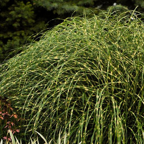 Zebra Japanese Silver Grass