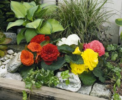 Flower Mixes
