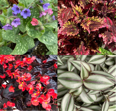 Attractive Foliage