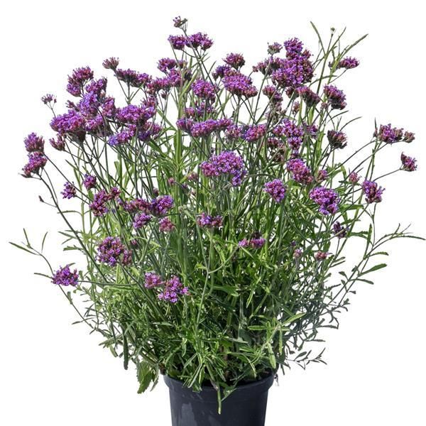 Verbena - Bonariensis: Vanity