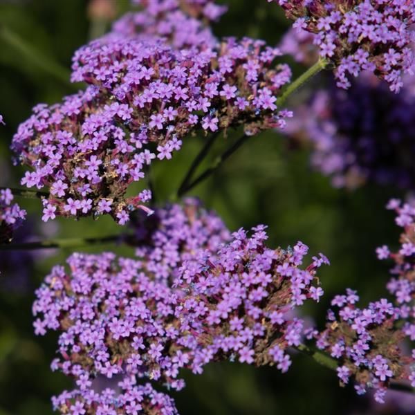 Verbena - Bonariensis: Vanity