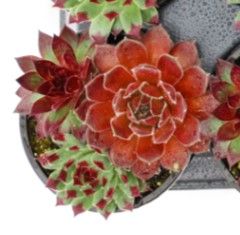 Sempervivum - Chick Charms: Trio Cherry Cordial