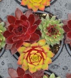 Sempervivum - Chick Charms: Trio Strawberry Sunrise