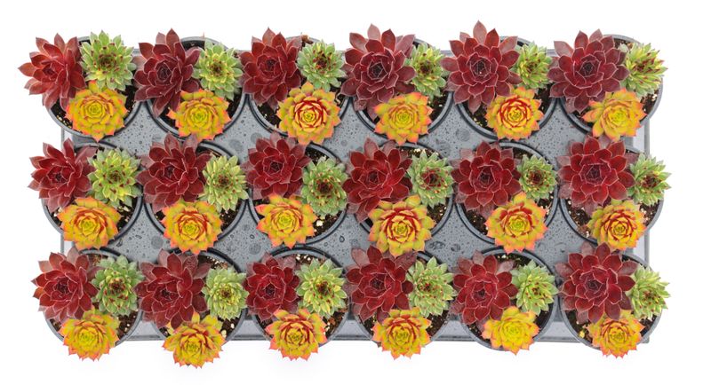 Sempervivum - Chick Charms: Trio Strawberry Sunrise
