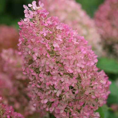 Hydrangea: Bobo