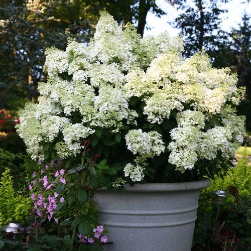 Hydrangea: Bobo
