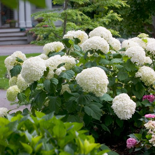 Hydrangea: Incrediball