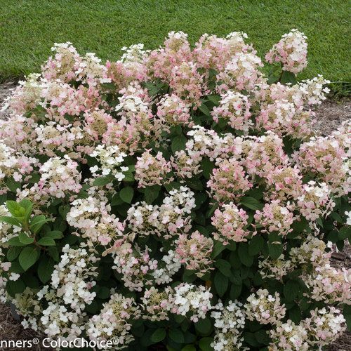Hydrangea: Little Quick Fire