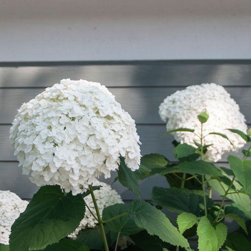 Hydrangea: Incrediball