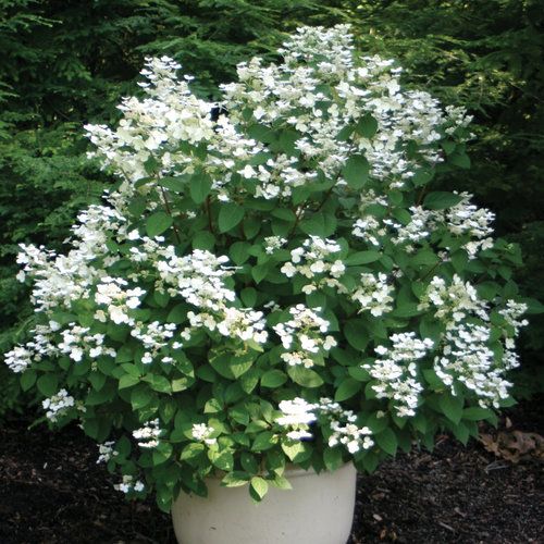 Hydrangea: Quick Fire