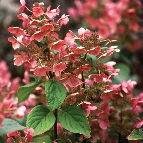 Hydrangea: Quick Fire