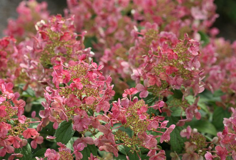 Hydrangea: Little Quick Fire