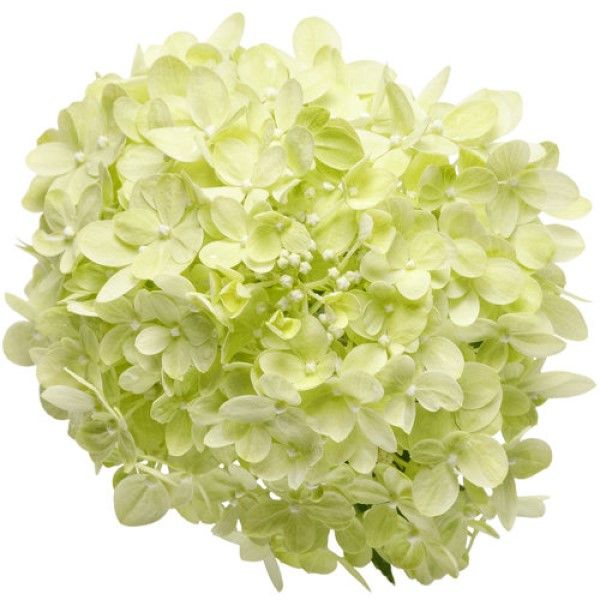Hydrangea: Little Lime