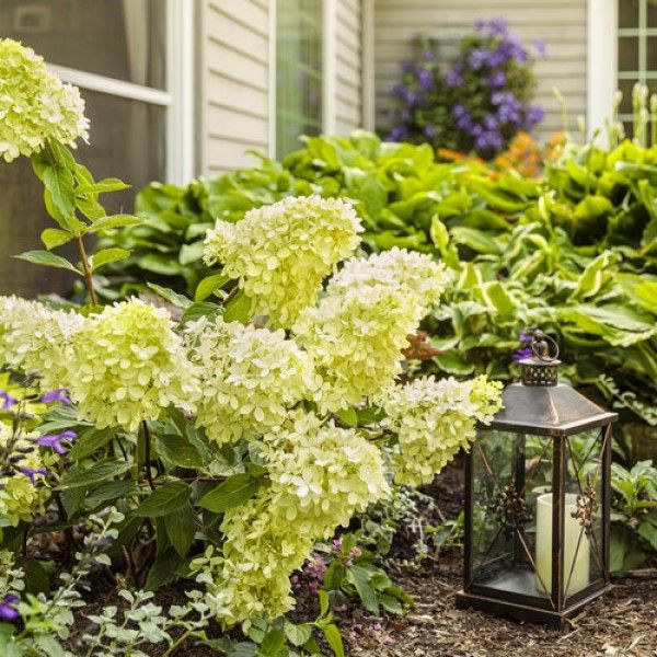 Hydrangea: Little Lime