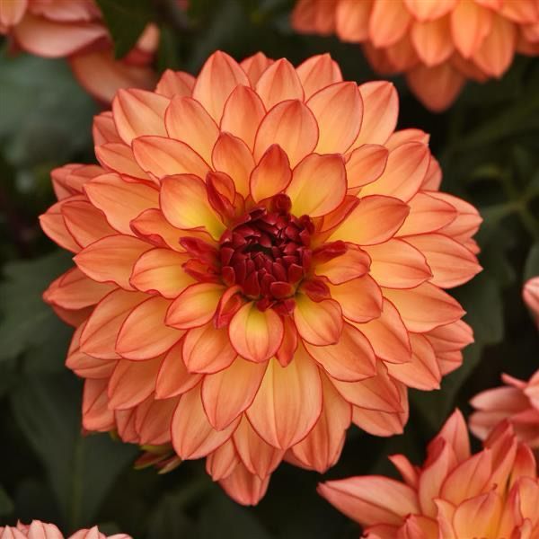 Dahlia - Venti: Tequila Sunrise