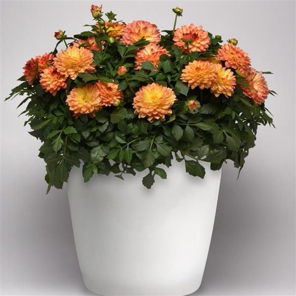 Dahlia - Venti: Tequila Sunrise