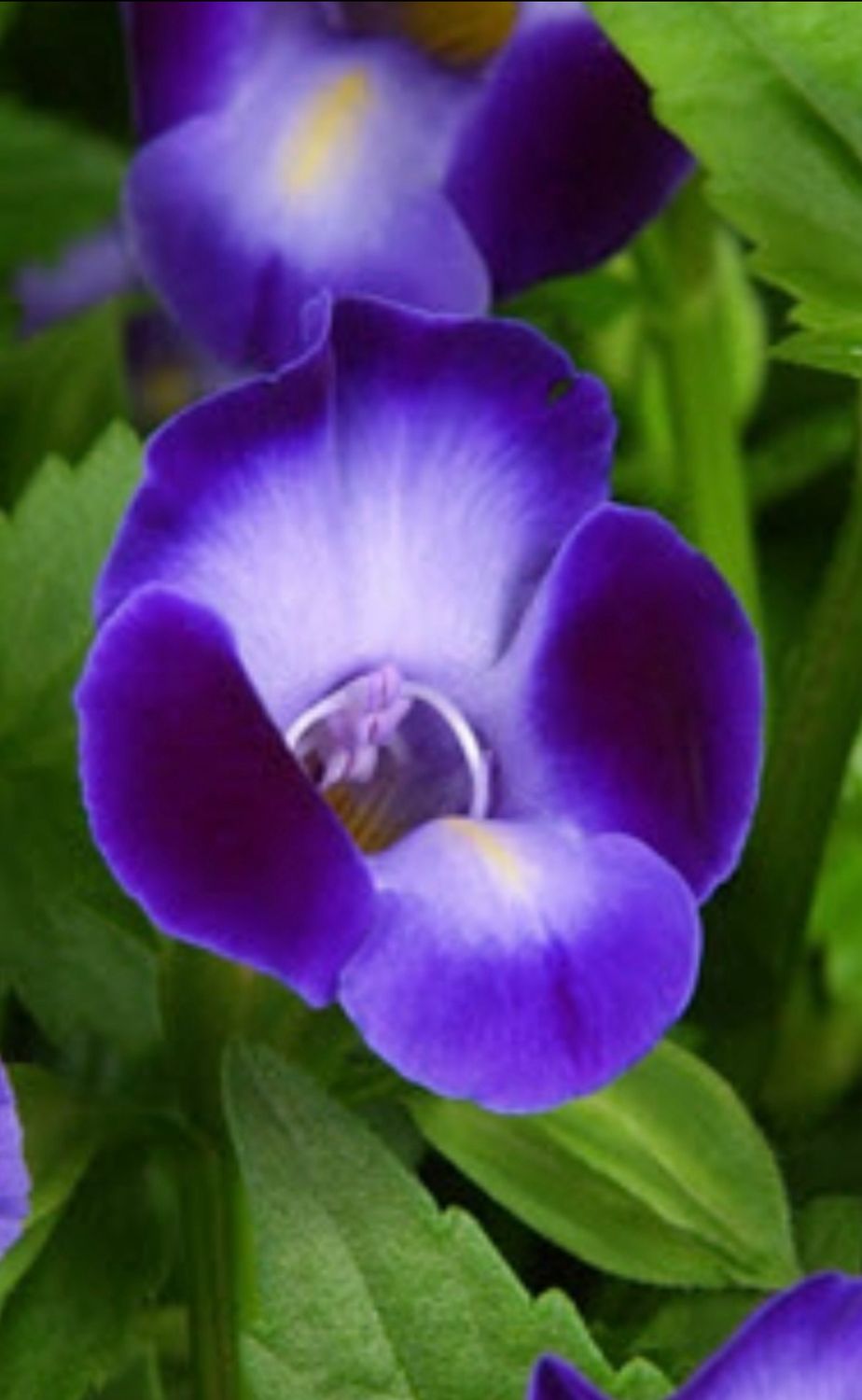 Torenia: Purple Moon