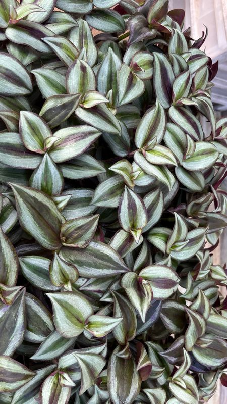Tradescantia: Zebra Red-Silver
