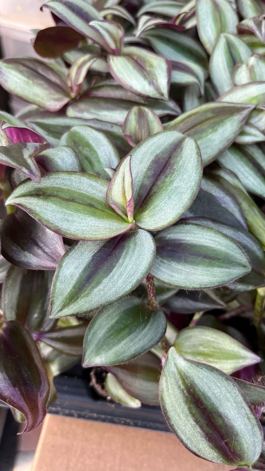 Tradescantia: Zebra Red-Silver