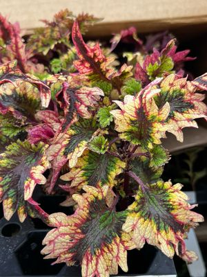 Coleus - Under the Sea: Barracuda