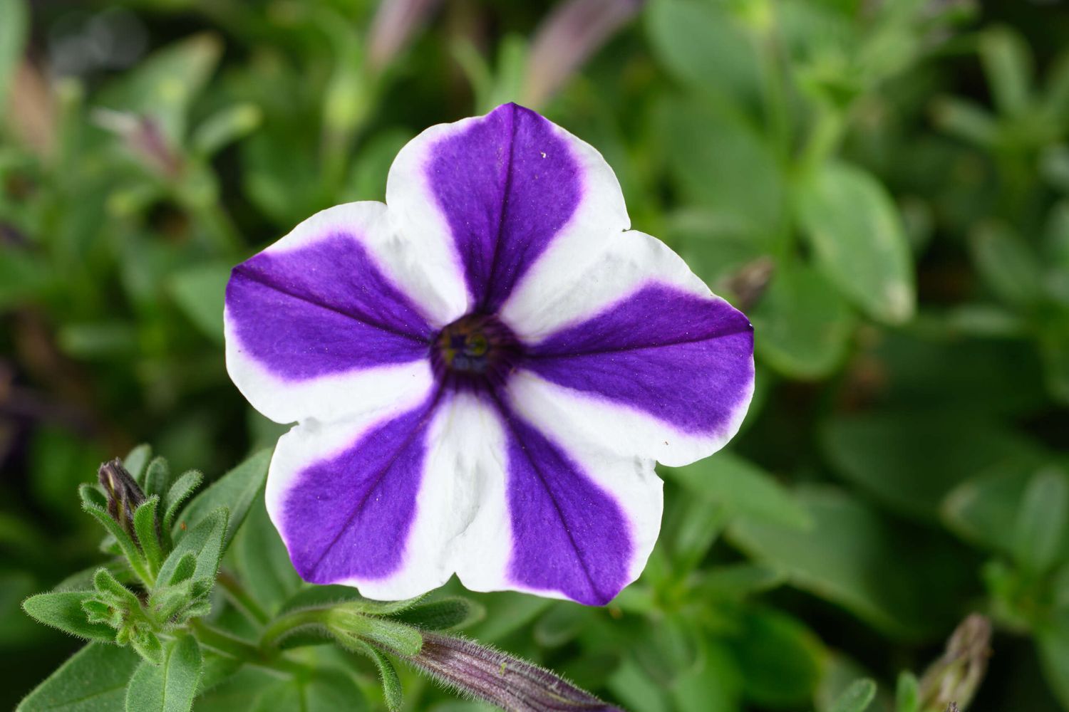 Petunia: Blue Diamond