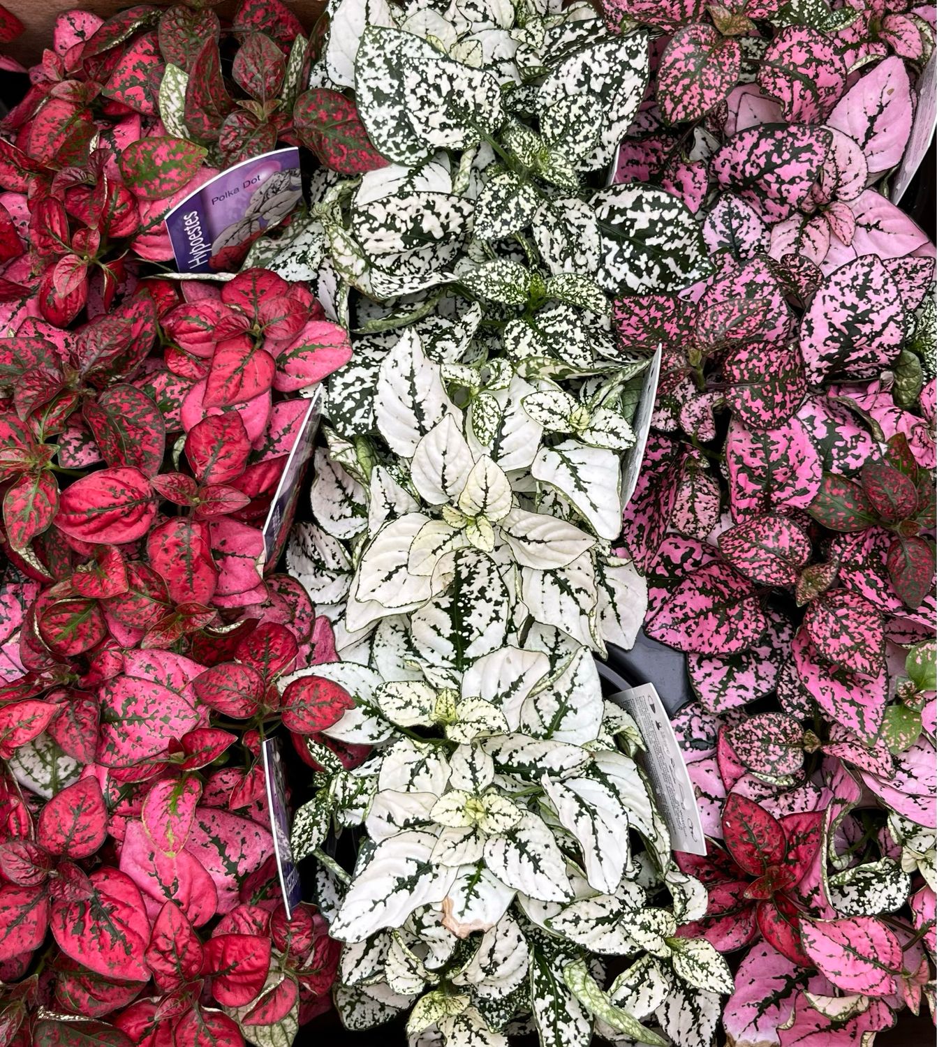 Hypoestes - Splash Select: Mix (Polka Dot Plant)