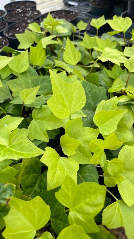 Algerian Ivy: Neon