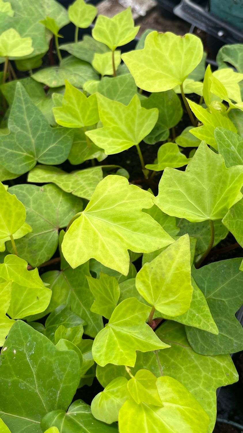 Algerian Ivy: Neon