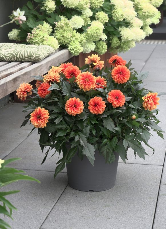 Dahlia - City Lights: Apricot Glow