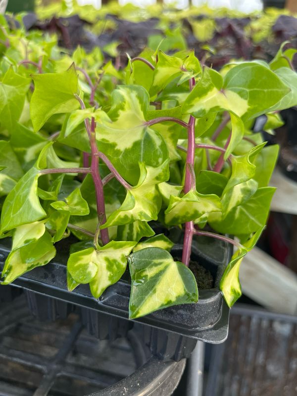 German Ivy: Variegated