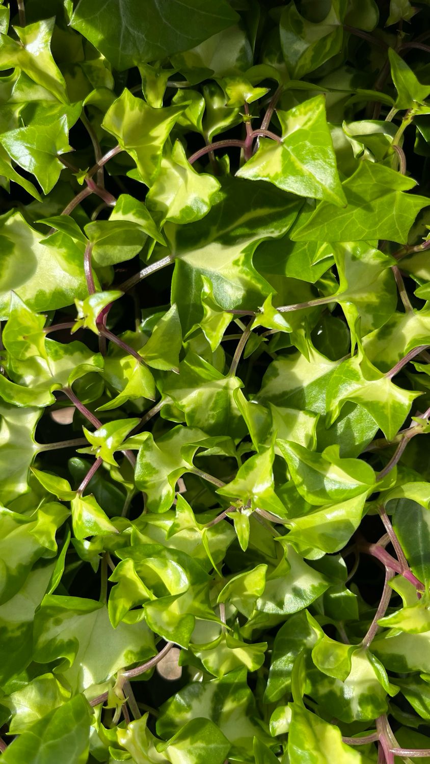 German Ivy: Variegated