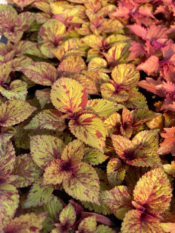 Coleus - ChargedUp: Marble Mania