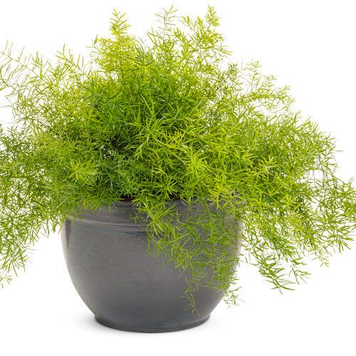Asparagus Fern (Sprengeri)
