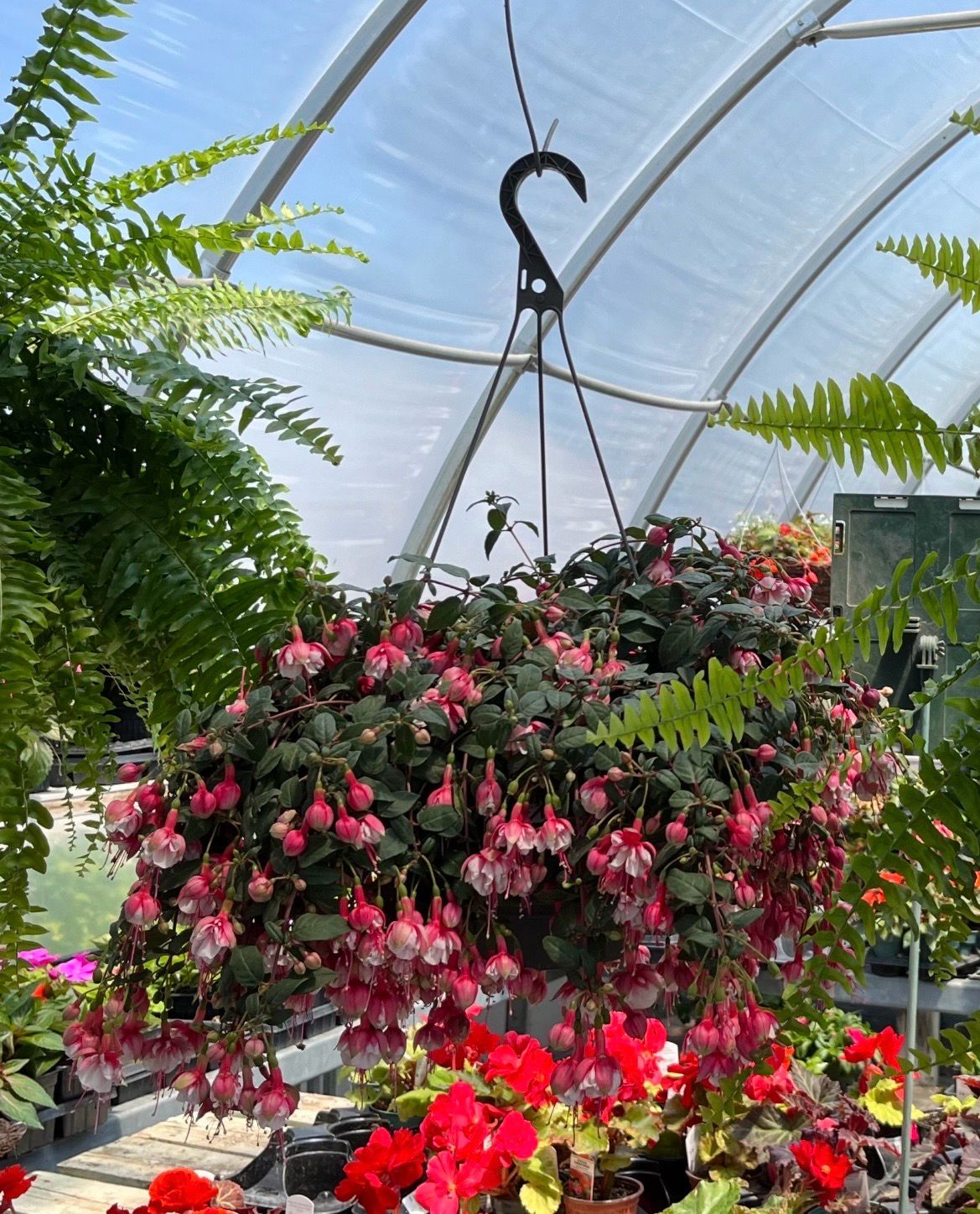 Fuchsia Basket