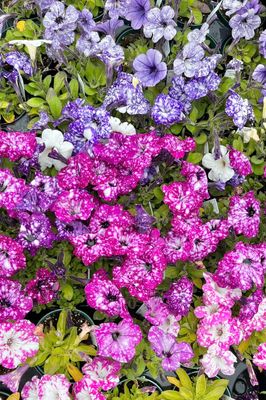 Headliner Petunias