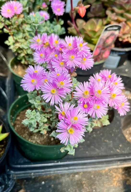 Oscularia: Deltoides (Pink Ice Plant)