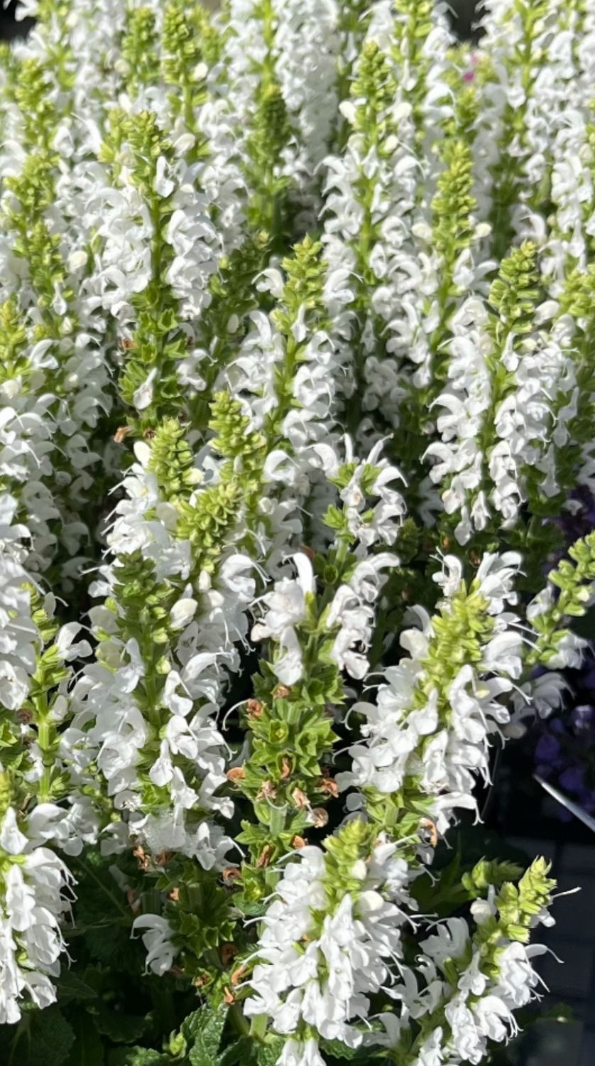 Salvia: Bumblesnow