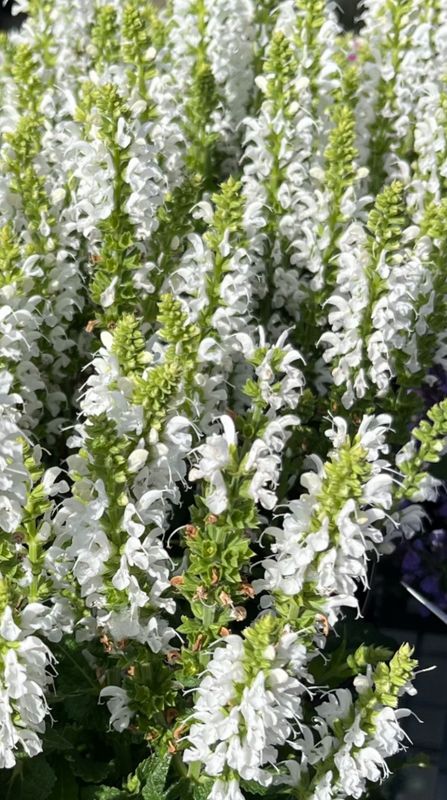Salvia: Bumblesnow