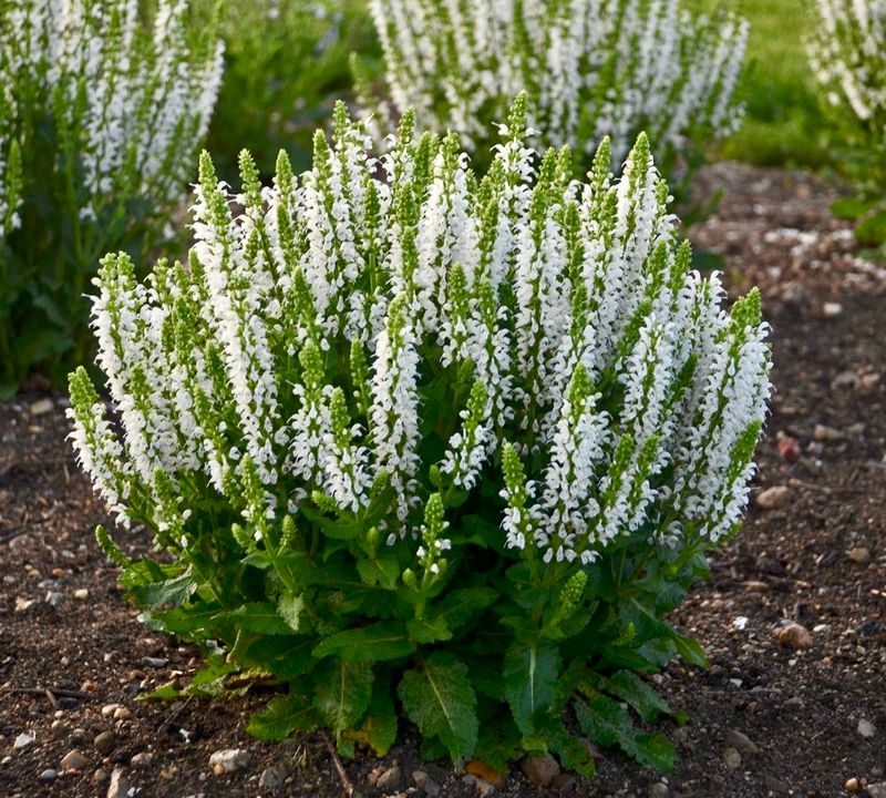 Salvia: Bumblesnow