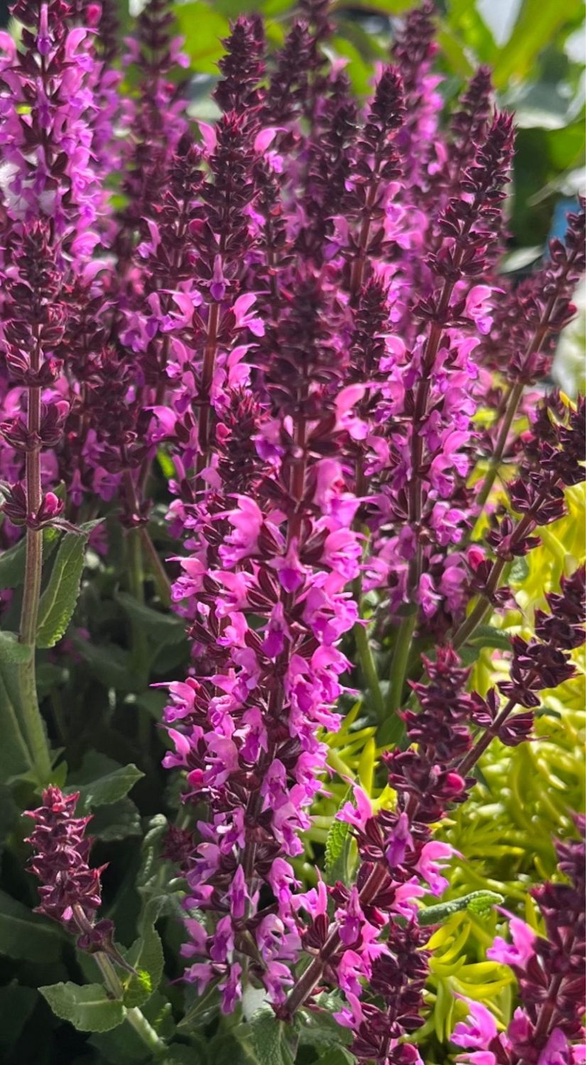 Salvia: Bumbleberry
