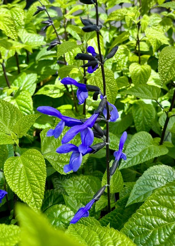 Salvia: Black &amp; Bloom